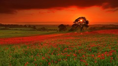 Sunset Landscapes nature fields