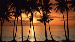 Sunset Landscapes nature palm
