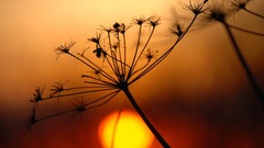 Sunset Landscapes nature summer