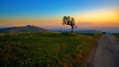 Sunset Landscapes nature Trees