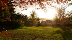 Sunset Landscapes nature Trees