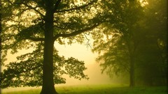 Sunset Landscapes nature Trees