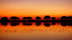 Sunset Landscapes nature Trees