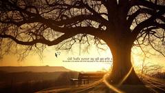 Sunset Landscapes nature Trees