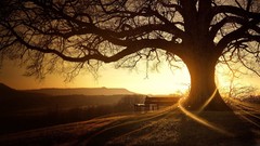 Sunset Landscapes nature Trees