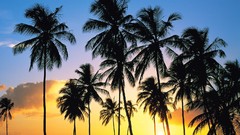 Sunset Landscapes palm trees
