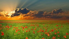 Sunset Landscapes Poppies