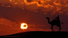 Sunset Landscapes silhouettes Camels