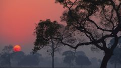 Sunset Landscapes sun Trees