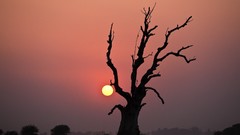 Sunset Landscapes sun Trees