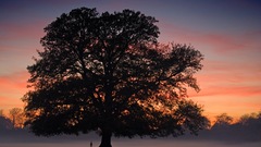 Sunset Landscapes Trees