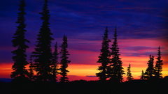Sunset Landscapes Trees
