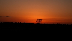 Sunset Landscapes Trees