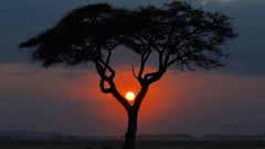 Sunset Landscapes Trees