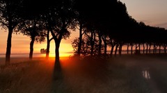 Sunset Landscapes Trees