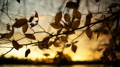 Sunset leaves autumn brown blurred background depth of field