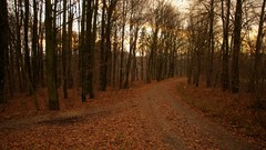 Sunset leaves autumn forests