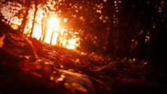 Sunset leaves autumn orange evening forests