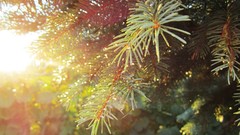 Sunset leaves nature