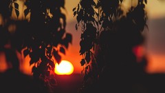 Sunset leaves nature silhouettes blurred background