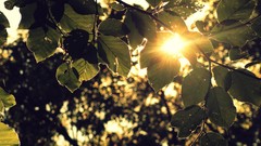 Sunset leaves nature Trees