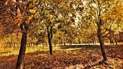 Sunset leaves Trees fallen leaves