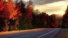 Sunset leaves Trees roads sunlight streets