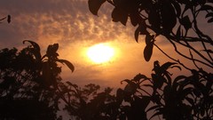 Sunset leaves Trees sun clouds skies