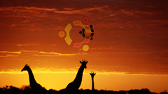 Sunset Linux ubuntu Giraffes
