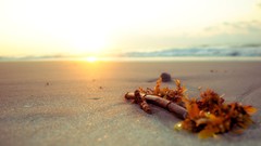 Sunset macro Beaches