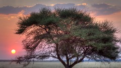 Sunset nature Africa botswana