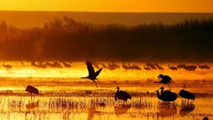Sunset nature Animals Birds