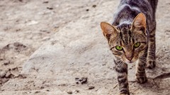 Sunset nature Animals cats green eyes