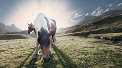 Sunset nature Animals Horses