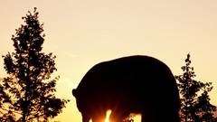 Sunset nature Animals silhouettes