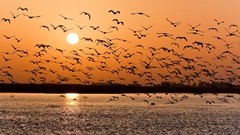 Sunset nature Animals water Birds
