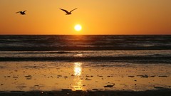 Sunset nature Birds Beaches shore