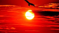 Sunset nature Birds Eagles