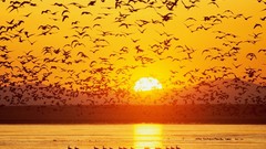 Sunset nature Birds silhouettes lakes sunlight