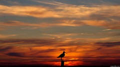 Sunset nature Birds silhouettes skyscapes