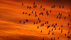 Sunset nature Birds skyscapes