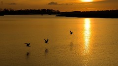 Sunset nature Birds three