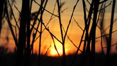 Sunset nature branches silhouettes