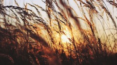 Sunset nature close-up sunlight