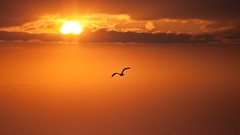 Sunset nature clouds Birds silhouettes skyscapes