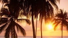 Sunset nature coast palm trees Tanzania