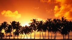 Sunset nature Cook Islands palm trees silhouettes