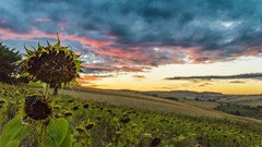 Sunset nature country Sunflowers Parks romania skies