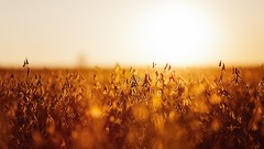 Sunset nature evening fields sunlight depth of field