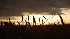Sunset nature fields